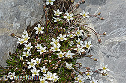 Bewimpertes Sandkraut (Arenaria ciliata) (09.2021, C209187)