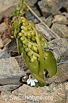 C209188: Echte Mondraute (Botrychium lunaria)