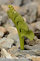 C209189: Echte Mondraute (Botrychium lunaria)