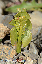 C209191: Echte Mondraute (Botrychium lunaria)