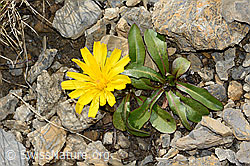 Berg-Milchkraut (Leontodon montanus) (09.2021, C209200)
