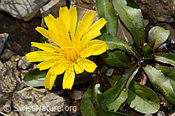 C209201: Berg-Milchkraut (Leontodon montanus)