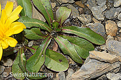 C209202: Berg-Milchkraut (Leontodon montanus)