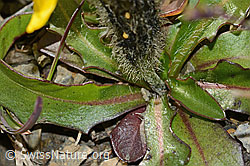 C209204: Berg-Milchkraut (Leontodon montanus)