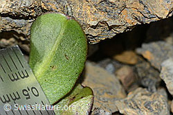 C209205: Berg-Milchkraut (Leontodon montanus)