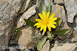 C209206: Berg-Milchkraut (Leontodon montanus)