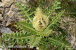 Alpen-Kratzdistel (Cirsium spinosissimum) (C209207)
