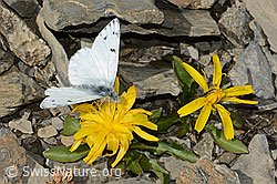 Photo: Pontia callidice auf Blume