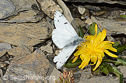 Alpenweissling (Pontia callidice) auf Blume (09.2021, C209222)