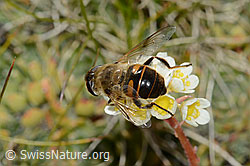 Mistbiene (Eristalis tenax) auf Trauben-Steinbrech (Saxifraga paniculata) (C209243)