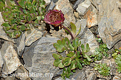 Gletscher-Hahnenfuss (Ranunculus glacialis) (C209246)