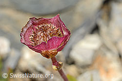 Gletscher-Hahnenfuss (Ranunculus glacialis) (C209247)