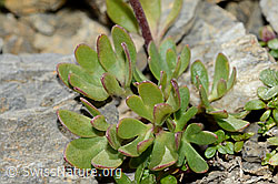 Gletscher-Hahnenfuss (Ranunculus glacialis) (C209248)