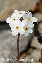 Bewimperter Mannsschild (Androsace chamaejasme) (C209251)