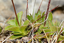 Bewimperter Mannsschild (Androsace chamaejasme) (C209253)