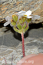 Bewimperter Mannsschild (Androsace chamaejasme) (C209254)