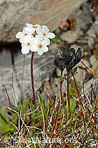 Bewimperter Mannsschild (Androsace chamaejasme) (C209255)