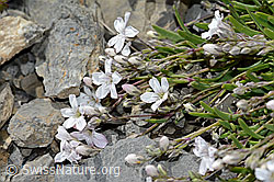 C209270: Kriechendes Gipskraut (Gypsophila repens)