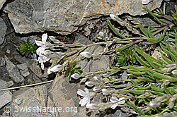 C209272: Kriechendes Gipskraut (Gypsophila repens)