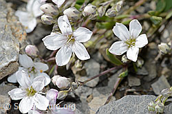 C209273: Kriechendes Gipskraut (Gypsophila repens)