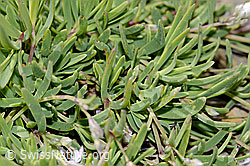 C209274: Kriechendes Gipskraut (Gypsophila repens)