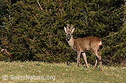 Rehbock (Capreolus capreolus) (C215502)