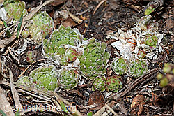 Spinnweb-Hauswurz (Sempervivum arachnoideum) (21.05.2022, C222413)