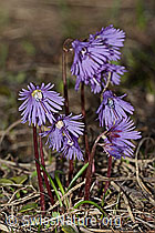 Grosses Alpenglöckchen (Soldanella alpina) (21.05.2022, C222423)