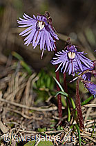 Grosses Alpenglöckchen (Soldanella alpina) (21.05.2022, C222425)