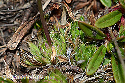 Hoppes Felsenblümchen (Draba hoppeana) (C222438)