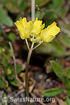 Hoppes Felsenblümchen (Draba hoppeana) (C222439)