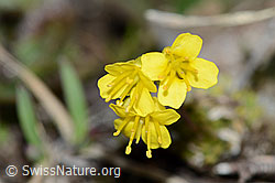 Hoppes Felsenblümchen (Draba hoppeana) (C222440)