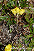 Hoppes Felsenblümchen (Draba hoppeana) (C222443)