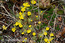 Goldprimel (Androsace vitaliana) (21.05.2022, C222446)