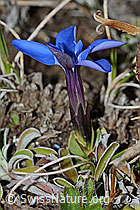 Schleichers Enzian (Gentiana schleicheri) (C222455)