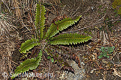 C222467: Lanzenfarn (Polystichum lonchitis)