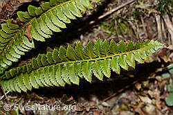 C222468: Lanzenfarn (Polystichum lonchitis)