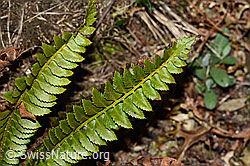 C222469: Lanzenfarn (Polystichum lonchitis)