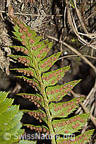 C222470: Lanzenfarn (Polystichum lonchitis)