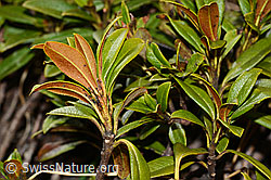 C222482: Rostblättrige Alpenrose (Rhododendron ferrugineum)