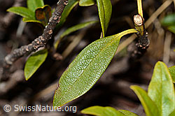 C222484: Rostblättrige Alpenrose (Rhododendron ferrugineum)
