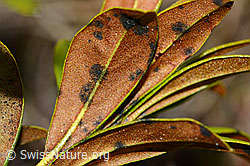 C222485: Rostblättrige Alpenrose (Rhododendron ferrugineum)