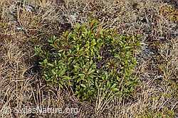 Rostblättrige Alpenrose (Rhododendron ferrugineum) (21.05.2022, C222488)