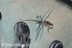 Tipula pagana (Schnake) (21.05.2022, C222493)