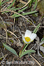 Pyrenäen-Hahnenfuss (Ranunculus kuepferi) (C222518)