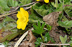Gemeine Berg-Nelkenwurz (Geum montanum) (21.05.2022, C222527)