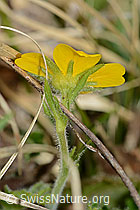 Gemeine Berg-Nelkenwurz (Geum montanum) (21.05.2022, C222529)