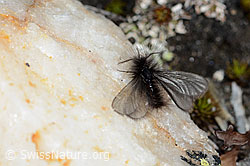 Fächerfühler-Sackträger (Ptilocephala plumifera) (C222535) Fächerfühler-Sackträger (Ptilocephala plumifera) (C222535)