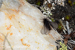 Fächerfühler-Sackträger (Ptilocephala plumifera) (C222536) Fächerfühler-Sackträger (Ptilocephala plumifera) (C222536)