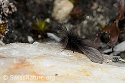 Fächerfühler-Sackträger (Ptilocephala plumifera) (21.05.2022, C222538)